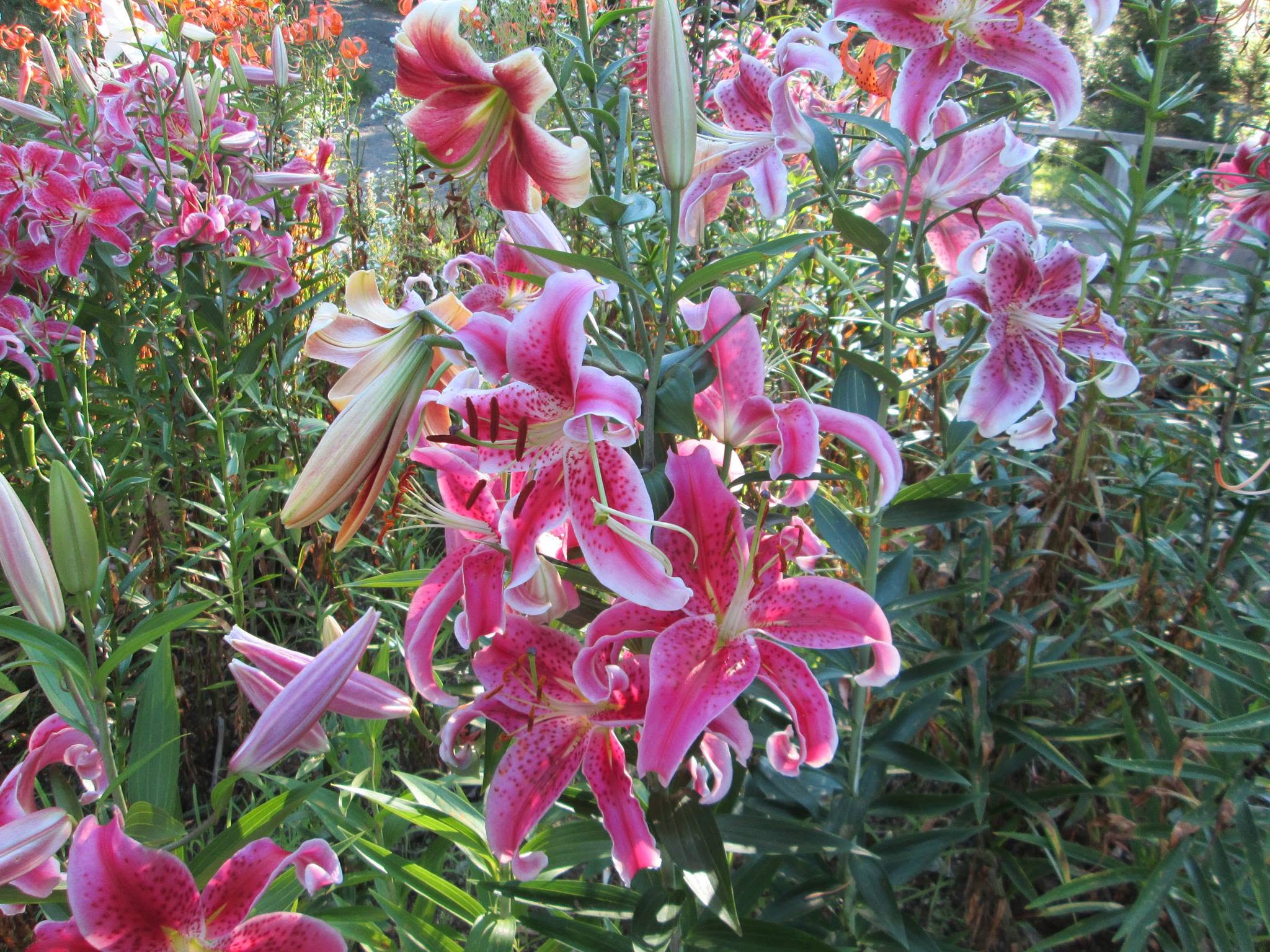 Bridgewater Garden Club’s Annual Flower Show & Tea