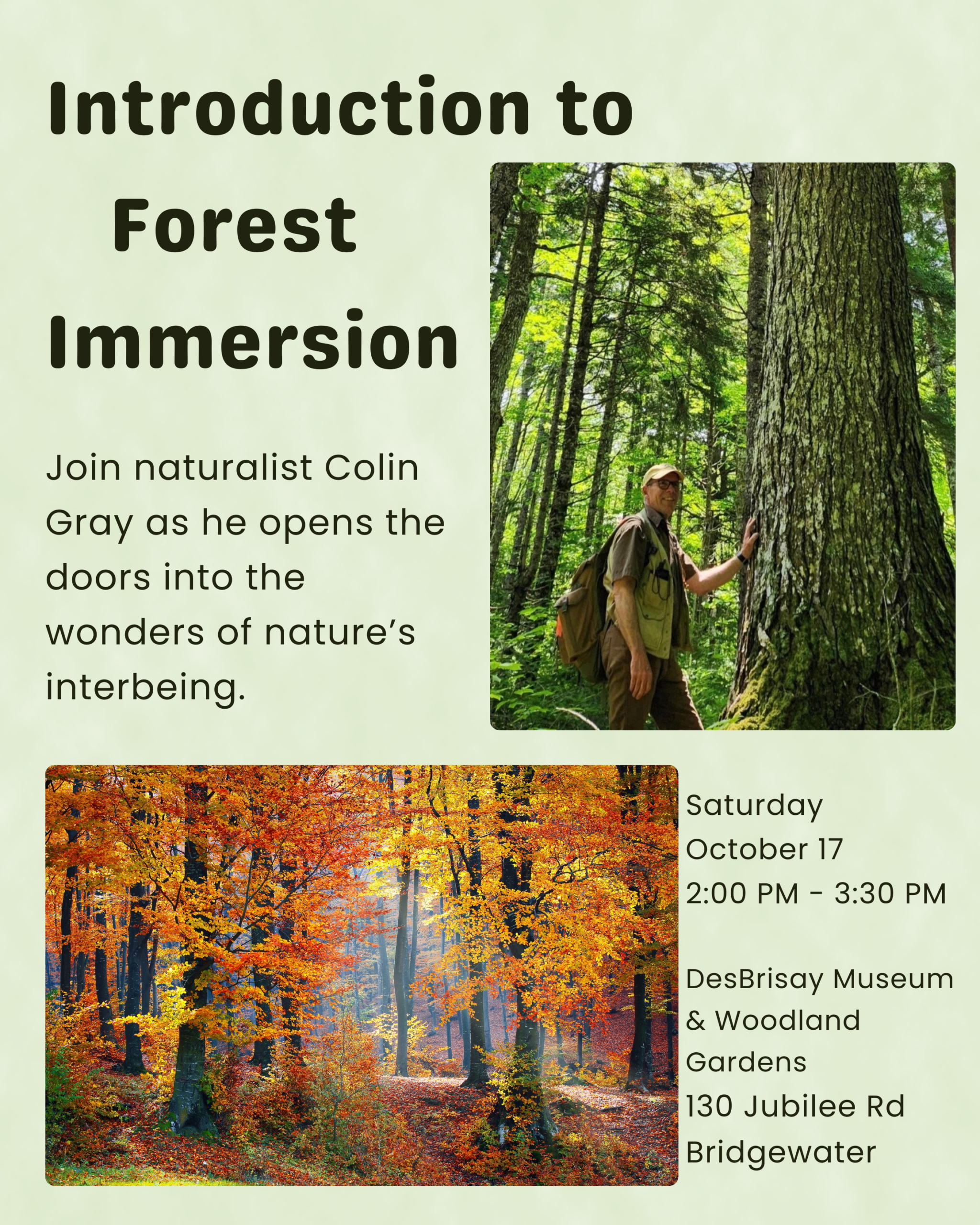 Introduction to Forest Immersion