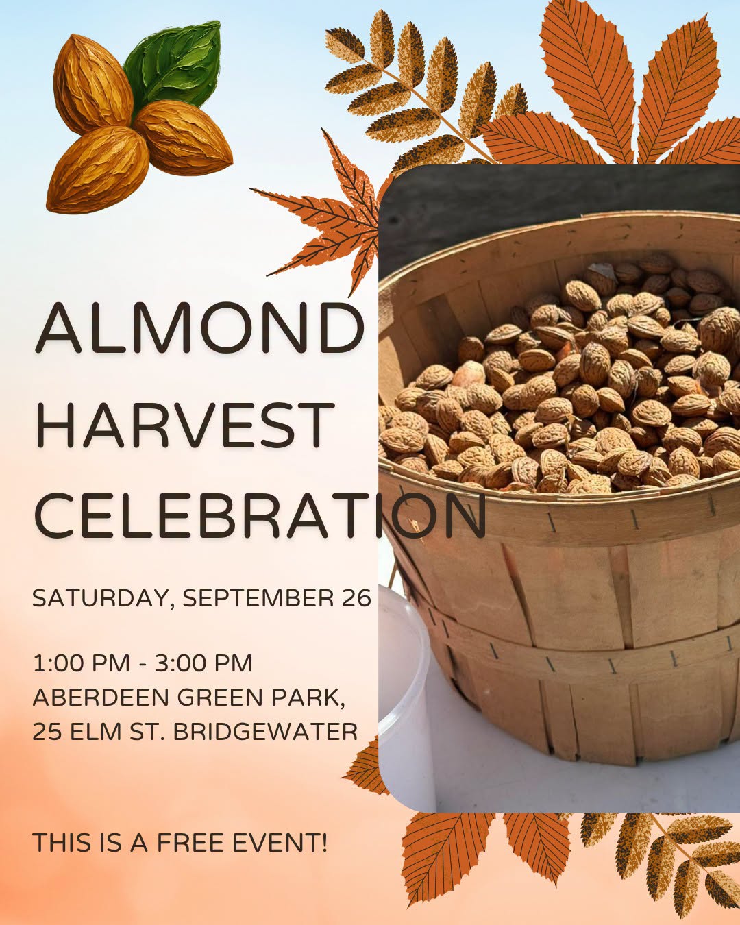 Almond Harvest Celebration